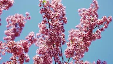 4k实拍蓝天下樱花花朵植物风景视频的预览图